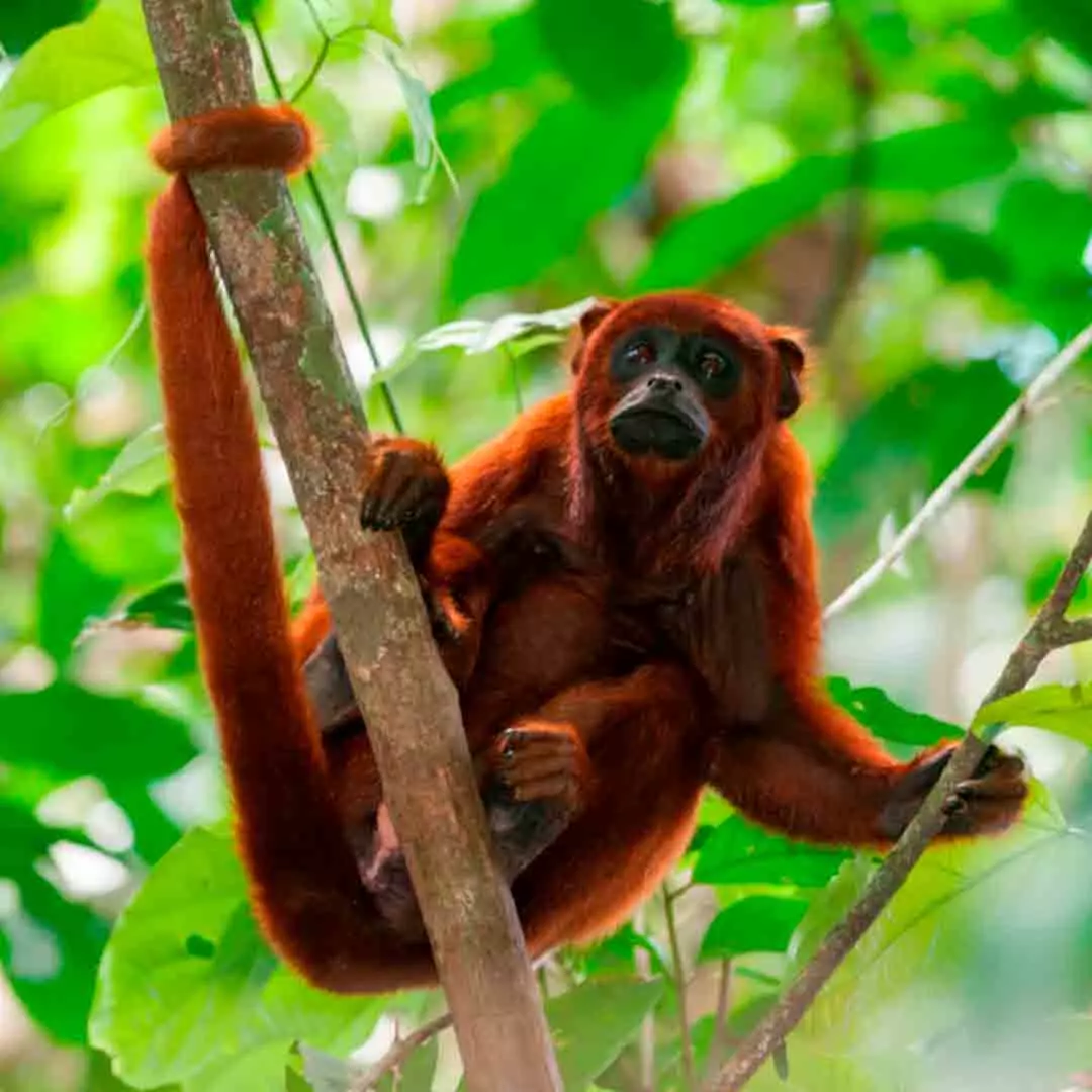  RESERVA DE TAMBOPATA 
